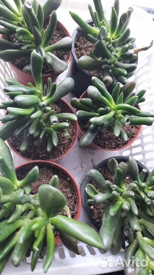 Крассула Хоббит