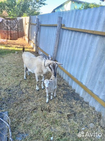 Коза дойная с козлятами