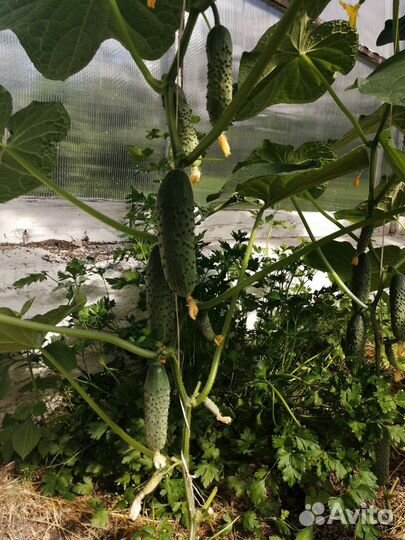 Огурцы свежие домашние