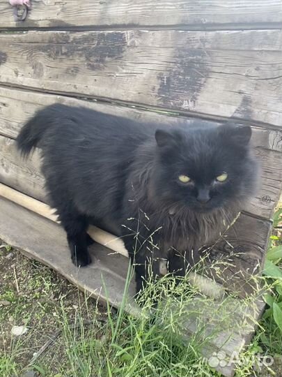 Отдам кота в добрые руки