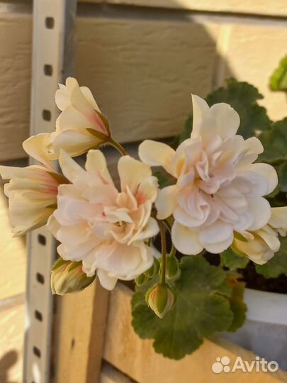 Пеларгония герань