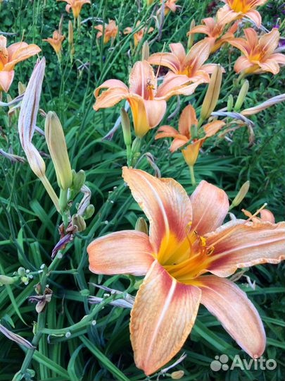 Цветы садовые