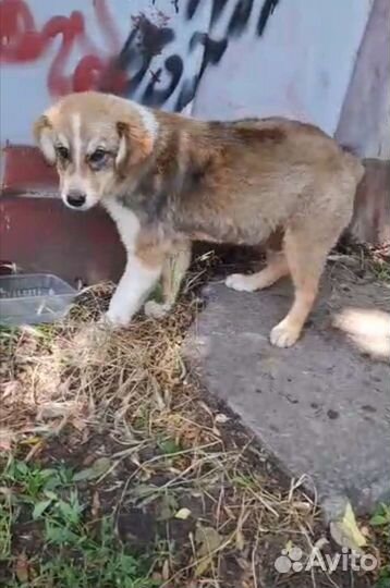 Брошенный щенок