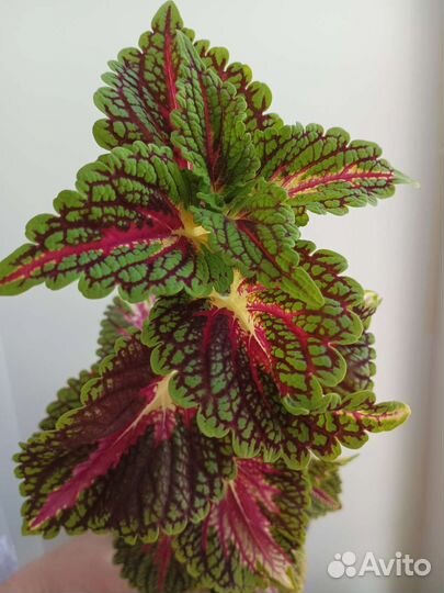 Колеус 12 сортов