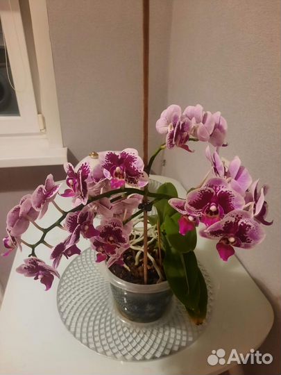 Орхидея
