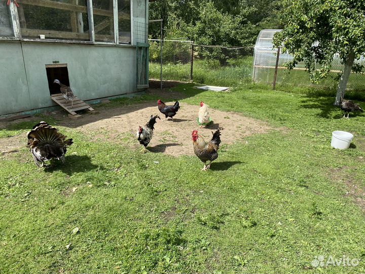 Петушок : Америукана