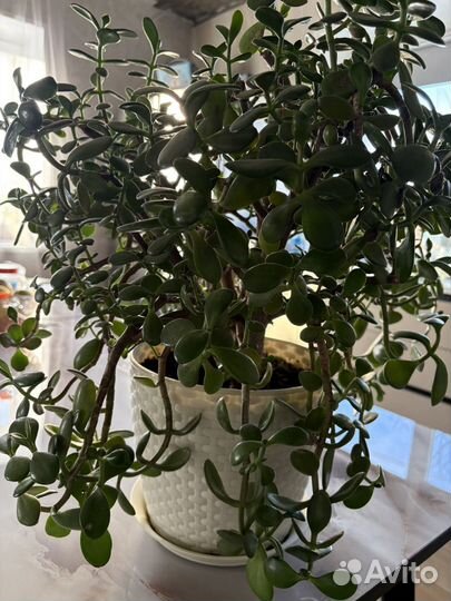 Молочай, толстянка, спатифиллум