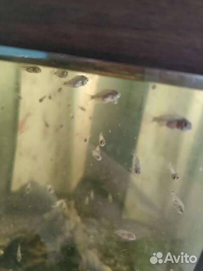 Акара бирюзовая, мальки