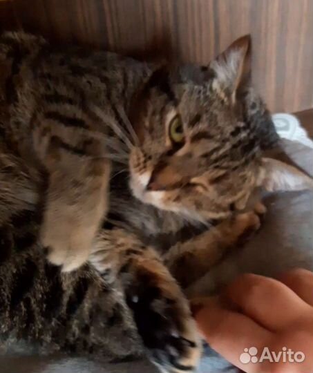 Европейская