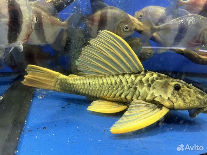 Hypostomus luteus