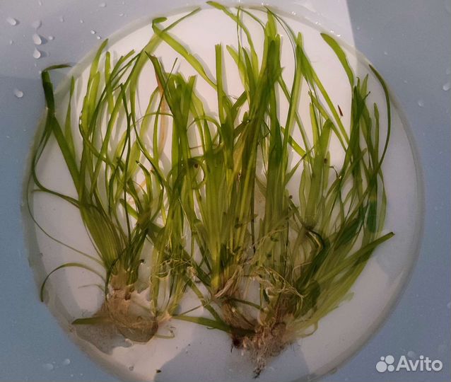 Растения для аквариума