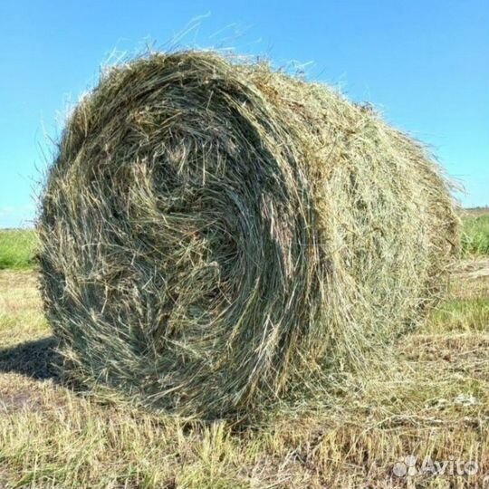 Сено в рулонах