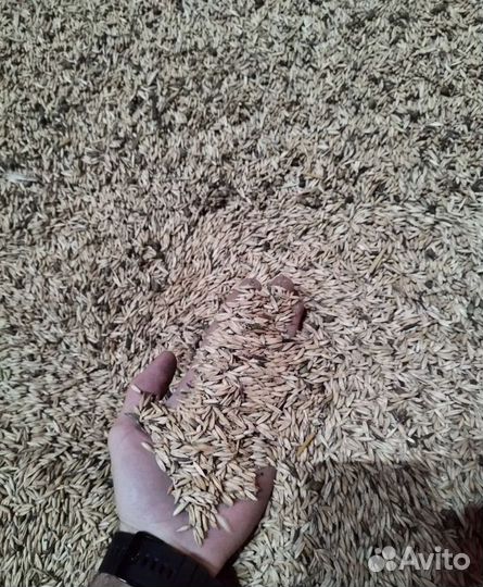 Кормовая пшеница, Сахарная свёкла на корм/посев