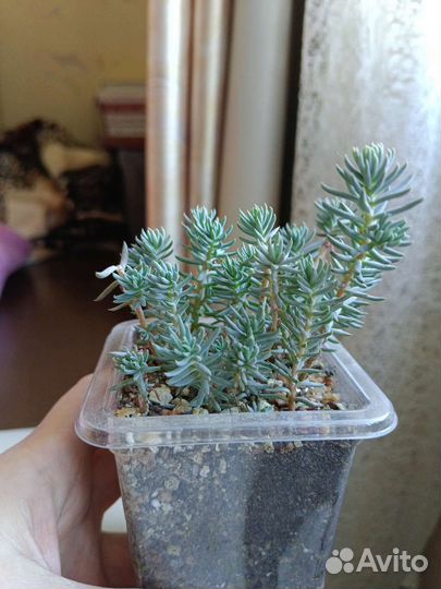 Разные суккуленты от