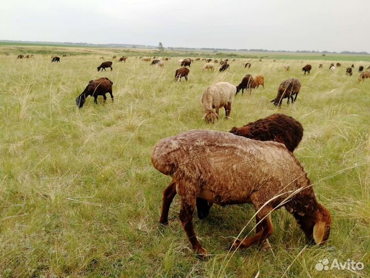 Курдючные бараны овцы