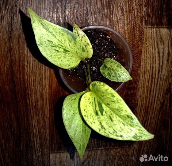 Эпипремнум