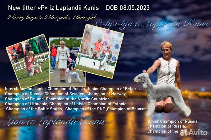 Щенки бедлингтон терьера