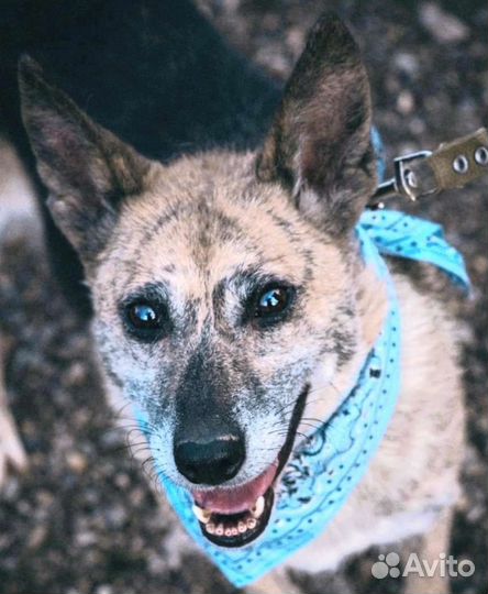 Собака в добрые руки отдам бесплатно