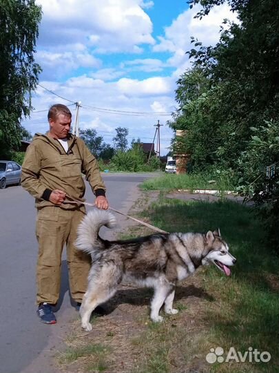 Аляскинский маламут вязка