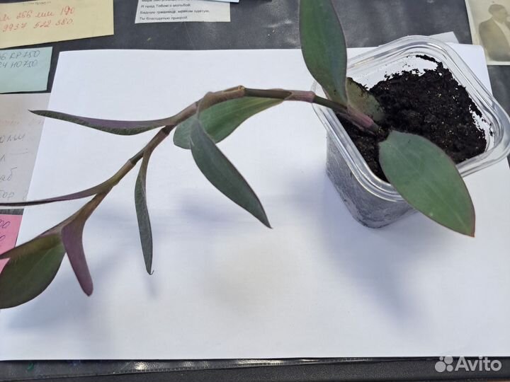 Традесканция