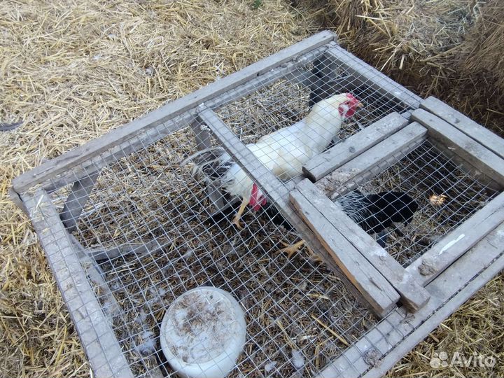 Петушки молодые