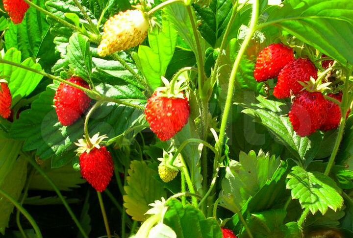 Участок 13,3 сот. (ИЖС)