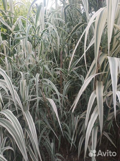 Чудесное растение