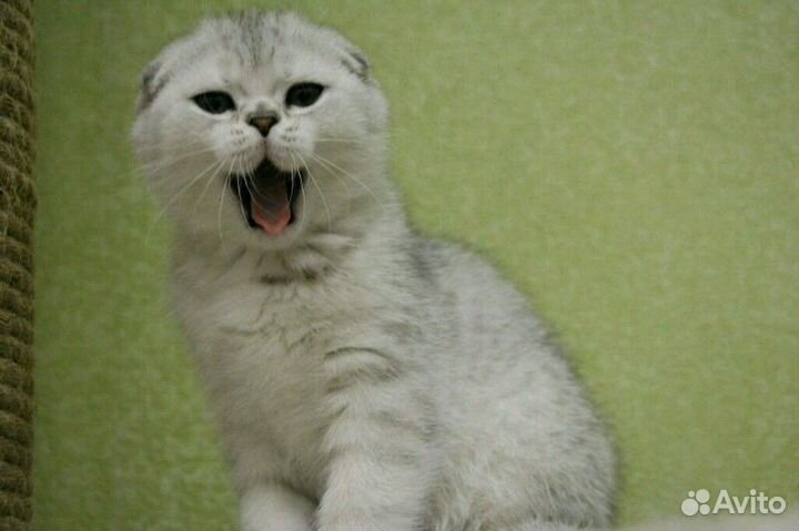 Скоттиш-Фолд вязка