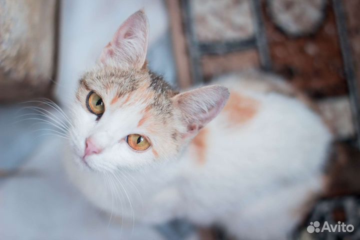 Кошка в добрые руки, подарите дом