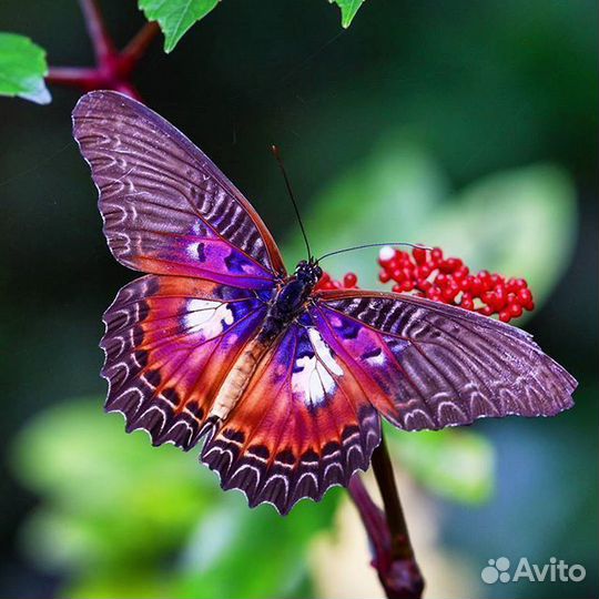 Живые Тропические Бабочки Удиви своих близких