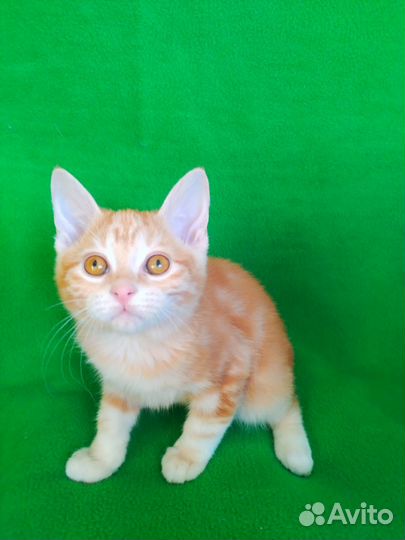 Курильский бобтейл