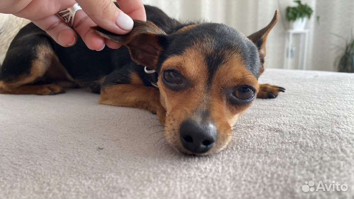 Вязка собак