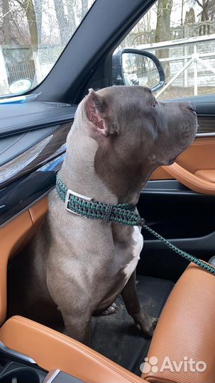 Браслеты из паракорда