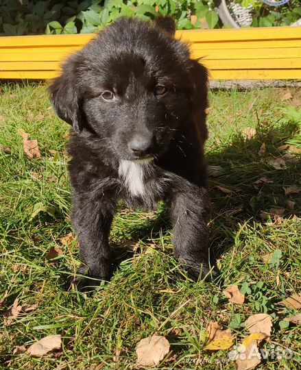 Щенок ищет семью