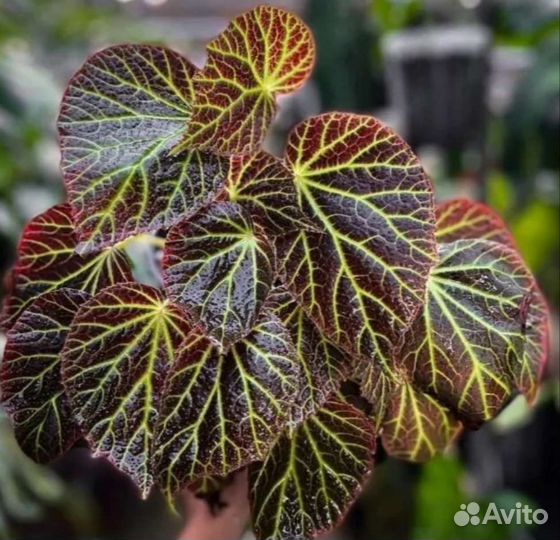 Бегонии природники