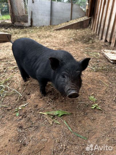 Вьетнамские вислобрюхие поросята