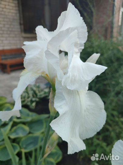Ирисы бородатые