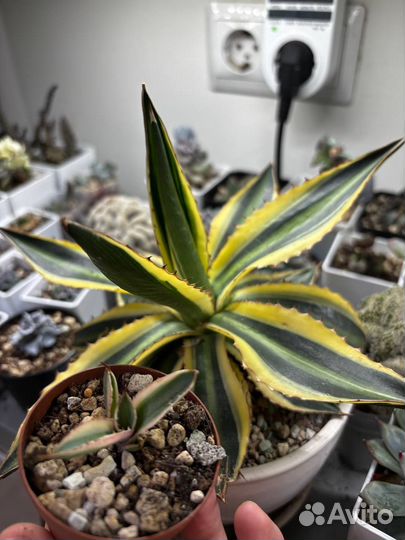 Суккуленты