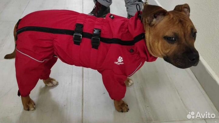 Дождевик для собак(asmpet)