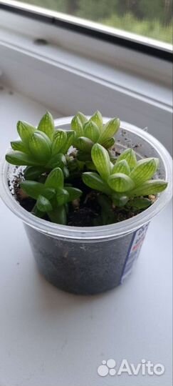 Суккуленты