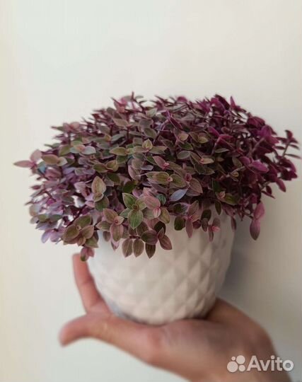 Каллизия Розовая пантера с горшком