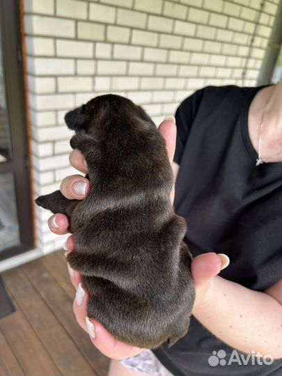 Французский бульдог щенки