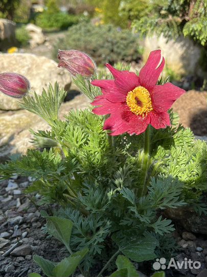 Семена прострела, сон-трава