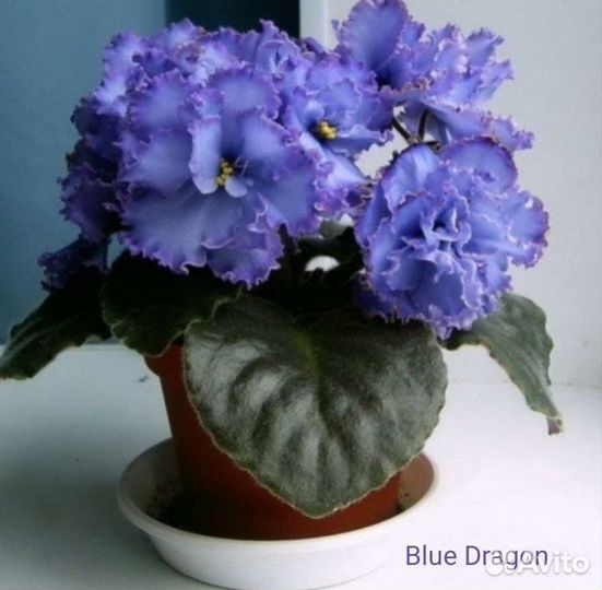 Фиалка сортовая Blue dragon детки
