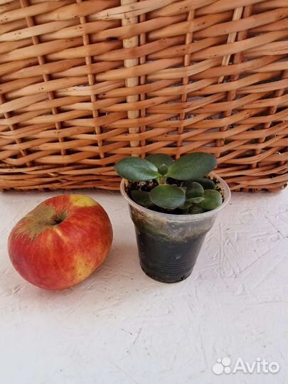 Комнатные растения цветы