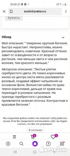 Бегония Ds Teddi