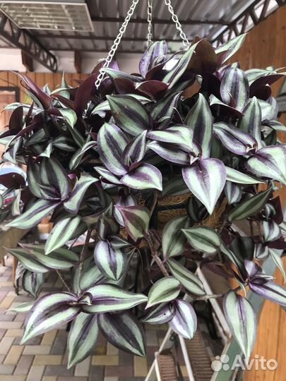 Традесканции