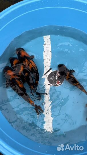 Карп Кои порода Хи Утсури