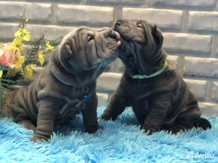 Щеночки шарпея