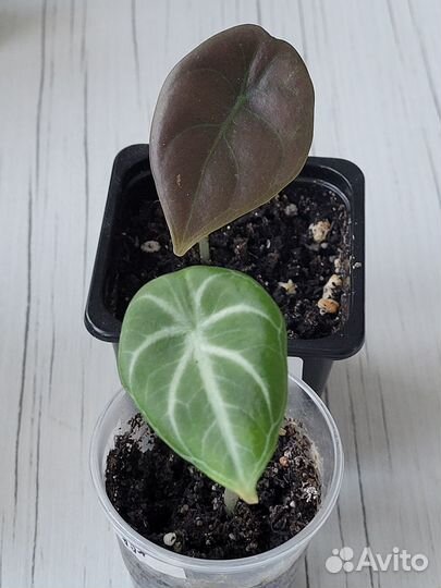 Замиокулькас Мидори,Замикро Дарк,Зензи,Равен